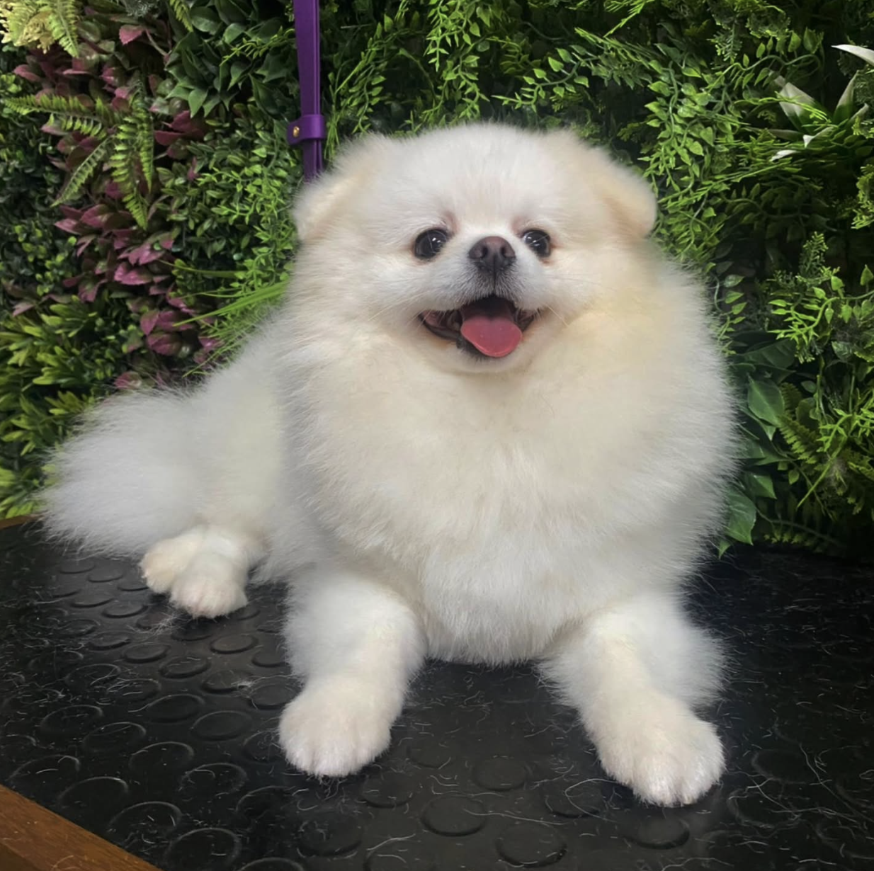 Perro atendido en ZOE Canina Peluquería
