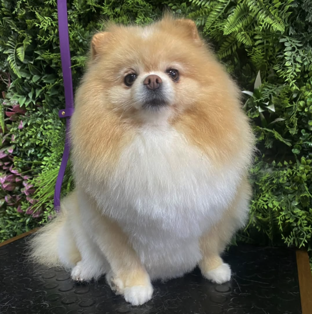 Perro atendido en ZOE Canina Peluquería