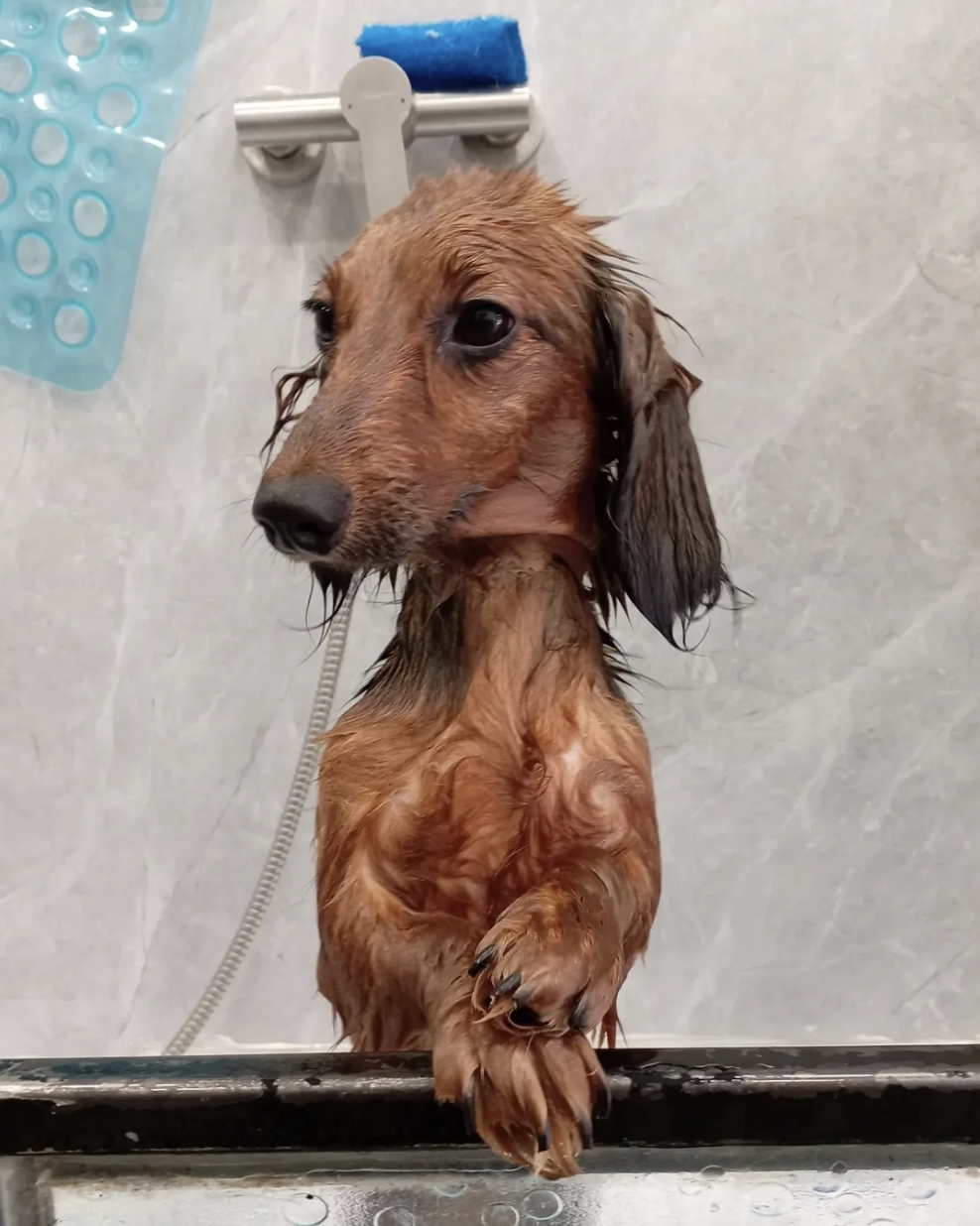Perro atendido en ZOE Canina Peluquería