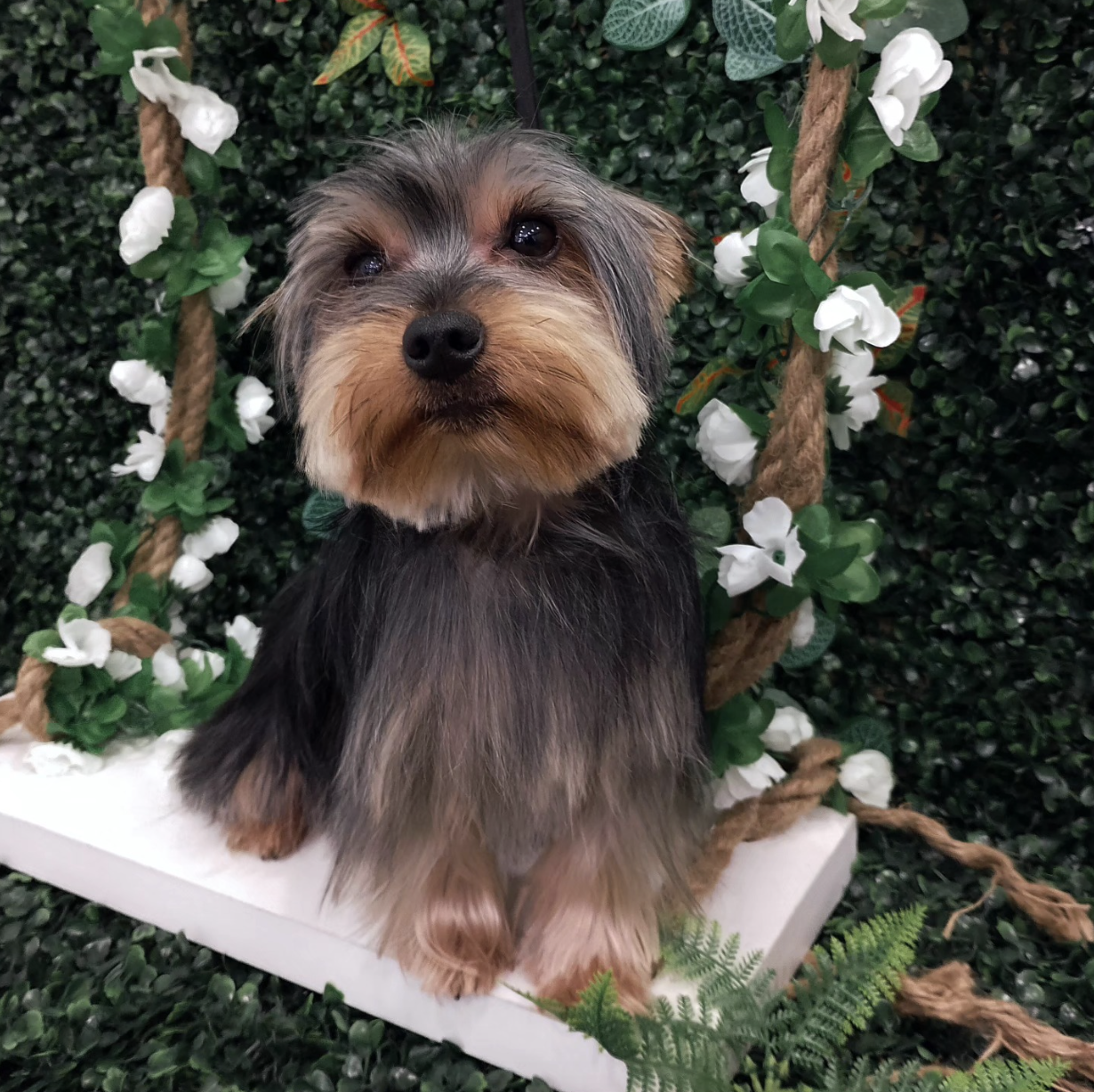 Perro atendido en ZOE Canina Peluquería
